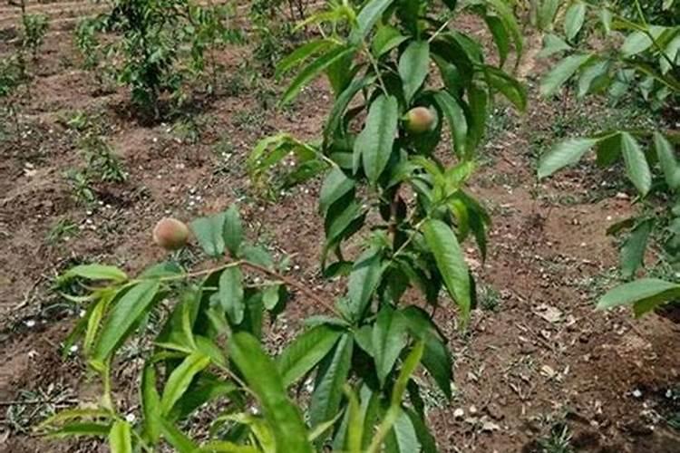 一年生桃树适合喂什么肥料每棵要喂几斤
