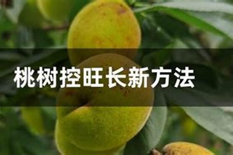 桃树一年生现在想施肥可以吗用什么肥好