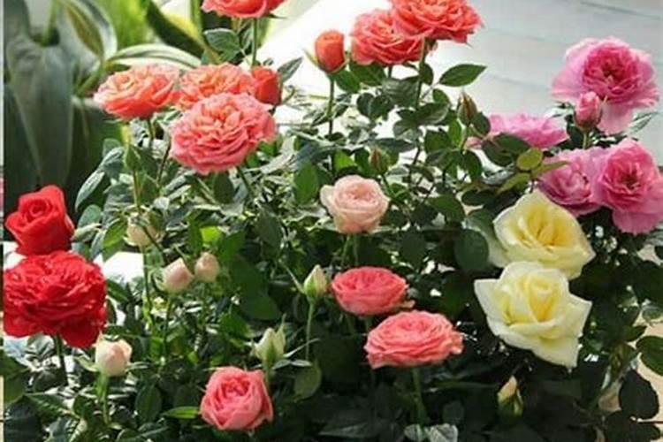 如何给月季花施肥