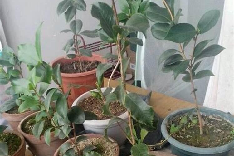 茶花长芽如何施肥