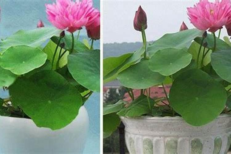 碗莲的水溶肥怎么用多少啊？