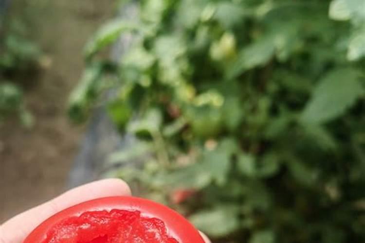 番茄的叶子边缘发白什么原因