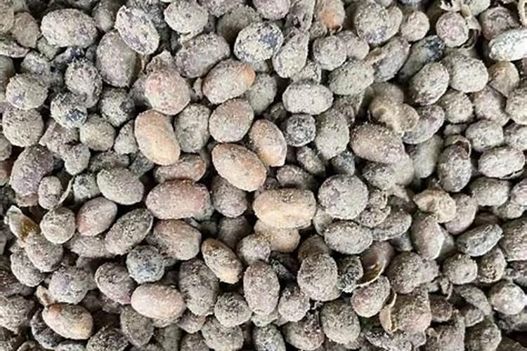 怎样用大豆做肥料