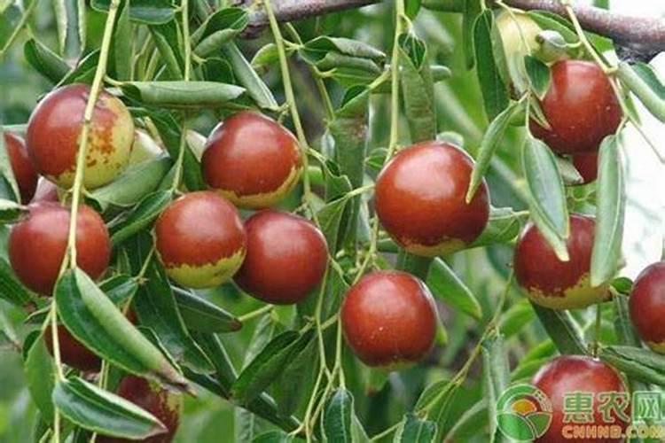 枣树幼果期,该怎么管理？