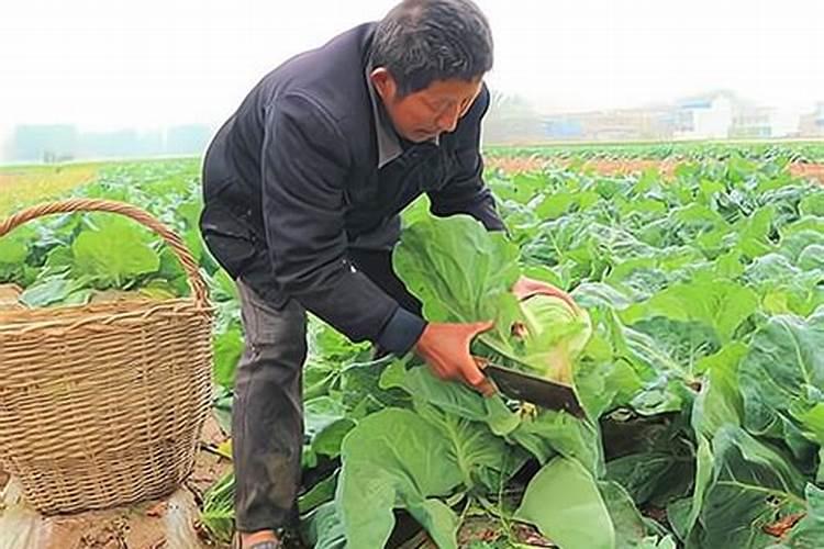 雪里红什么时候种,根据品种而定