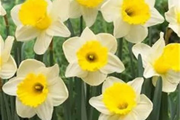 水仙花叶子总掉也不长了是咋回事