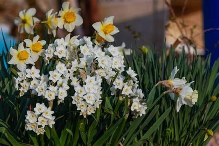 水仙水里能施肥吗