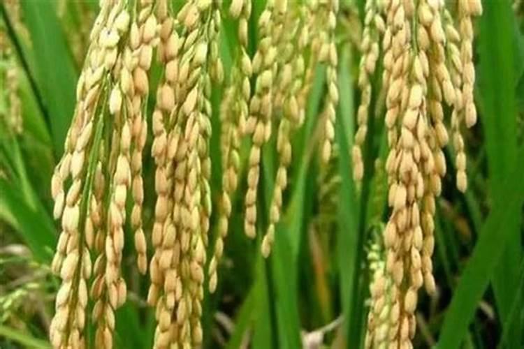 草莓应该怎么施肥？如何种出生态有机草莓？