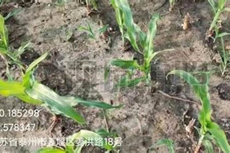 玉米硝态氮和氨态氮的需求规律