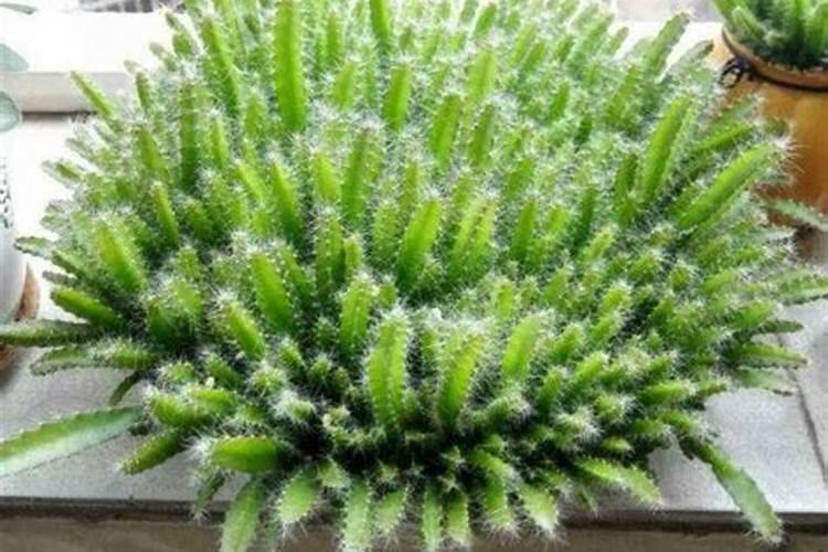 火龙果皮可以做花肥料吗？