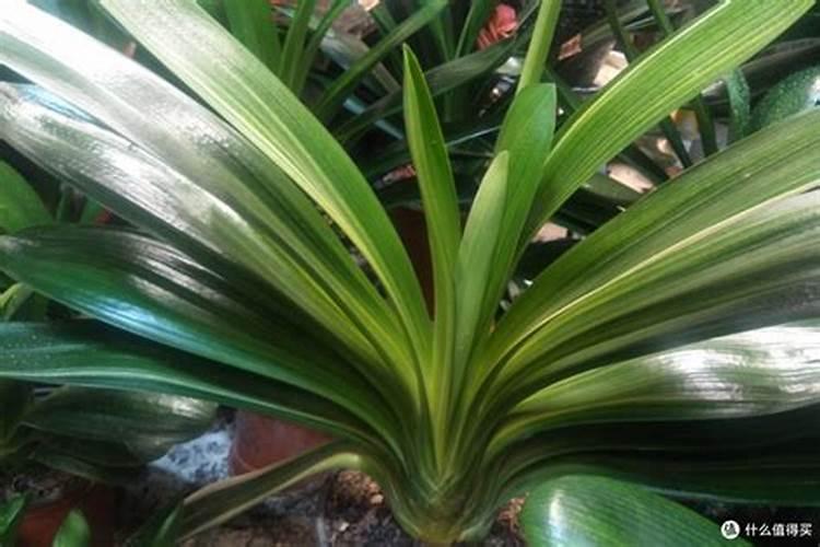 盆栽花怎样用钾肥(钾肥浇花)