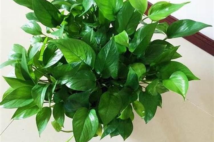 绿萝可以施复合肥颗粒吗