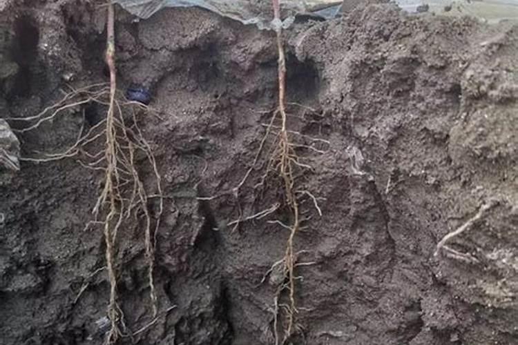 养兰花用什么肥料最好  促进兰花生根发芽的肥料