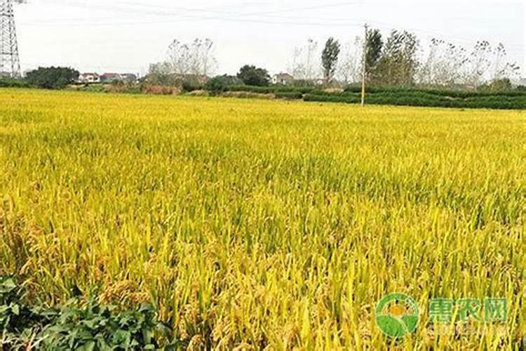 水稻稻瘟病病原菌有哪些特点