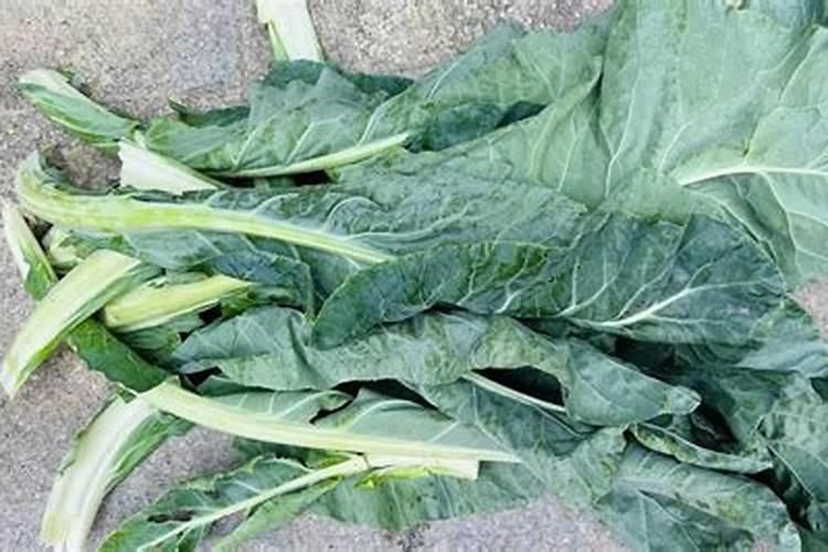 中微量元素肥料正确使用方法