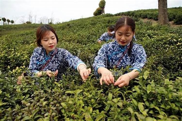 有机茶园有机肥料的无害化处理