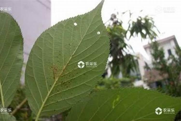 在农村种植樱桃怎么防治肥害？