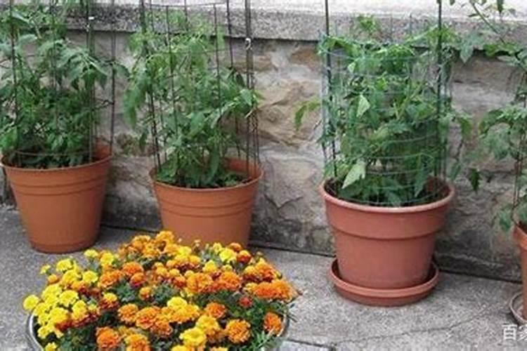 万寿菊怎样育苗？