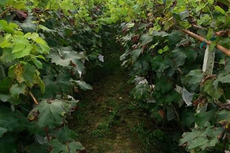 巨峰葡萄怎样施肥