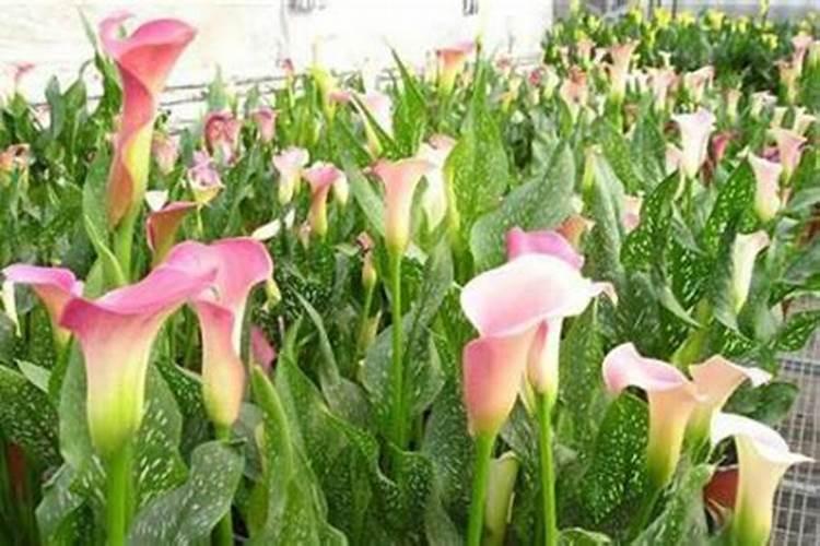 文竹马蹄莲叶子发黄怎么办,简单1招就能搞定？