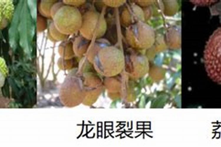 龙眼怎么样能增加甜度