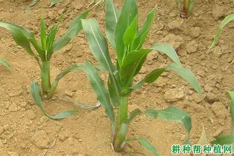 玉米控旺能加芸苔素吗 什么时候喷施效果好