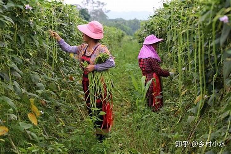 豆角开始结荚后,告诉几个小窍门