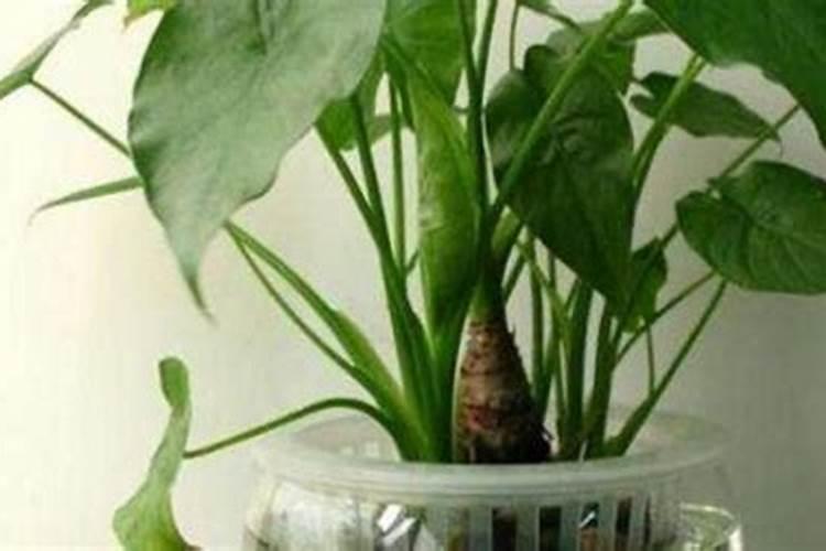 滴水观音怎么固定