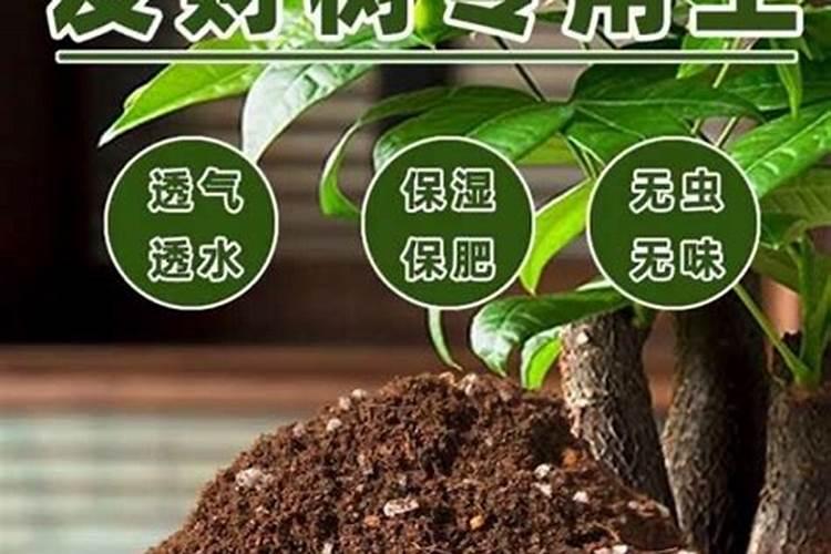 发财树换盆后多长时间可以施肥