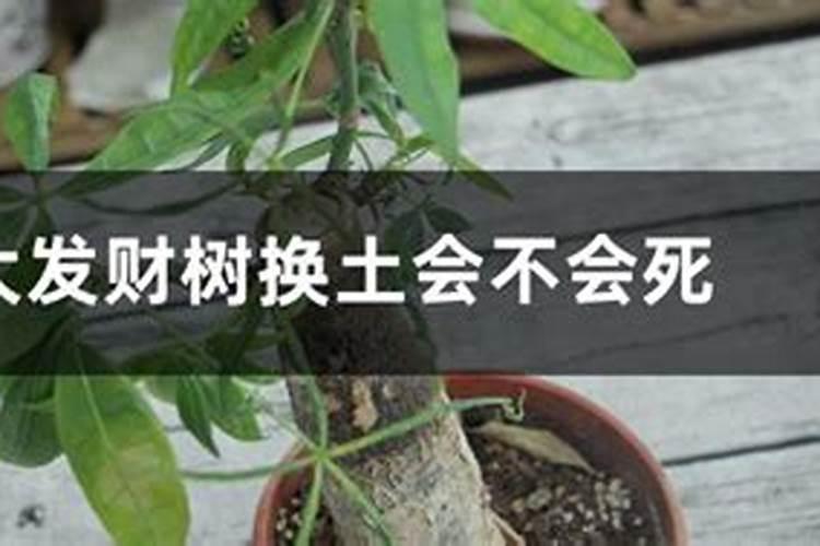 新买来发财树换盆后需要浇水吗(刚买发财树换盆能施肥吗)