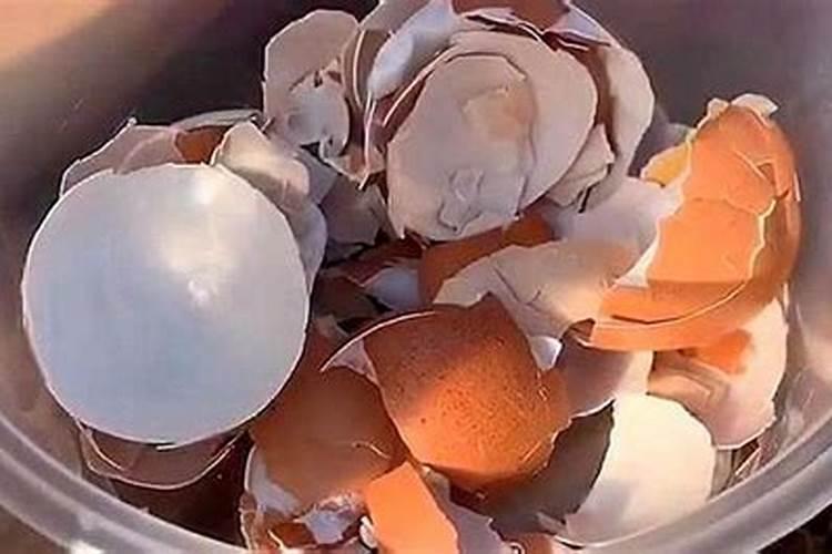 鸡蛋壳晒干粉碎能给红掌花作肥料吗？