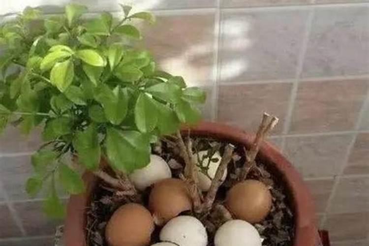 煮熟鸡蛋的壳可以做花肥吗