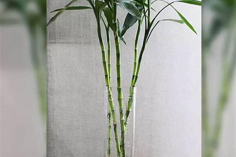 竹子怎么养才能活下来 竹子怎么养