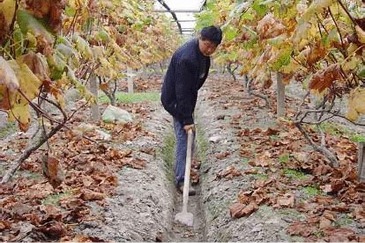 冬季葡萄施肥方法与技术要点