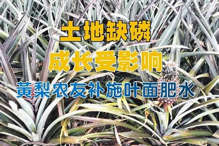 玉米缺肥症状表现是什么？该如何矫正？