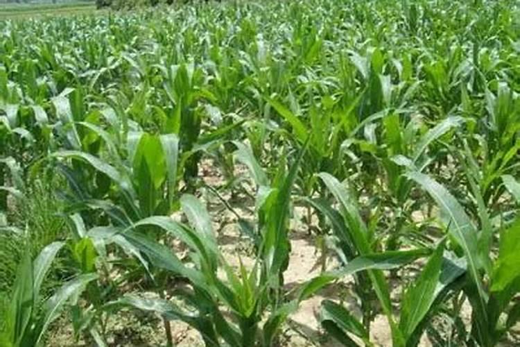 果树苗圃要如何正确使用除草剂