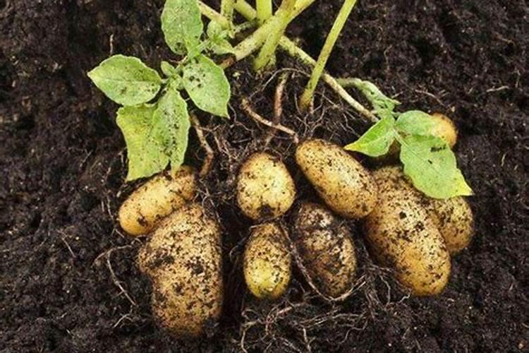 土豆花期每次每亩施氮磷钾各需多少斤