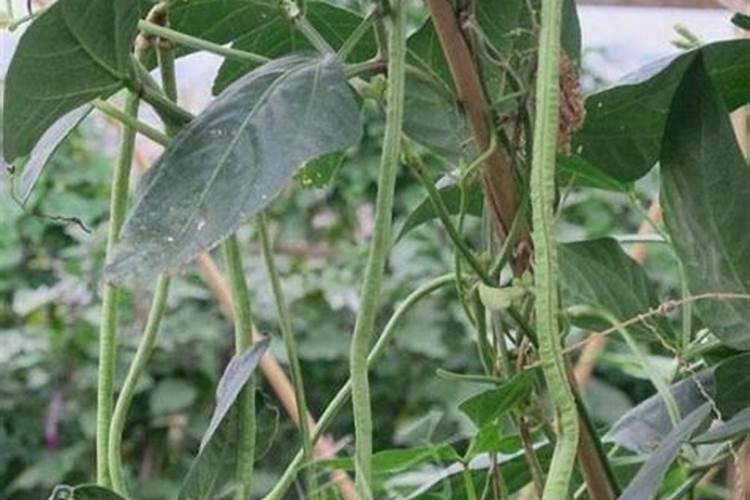秋季长豆角刚开始摘浇水用什么肥好
