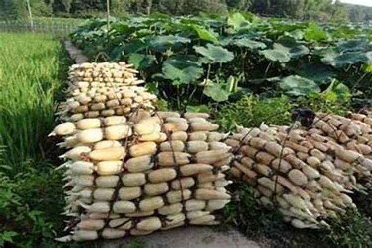 什么植物多施钾肥