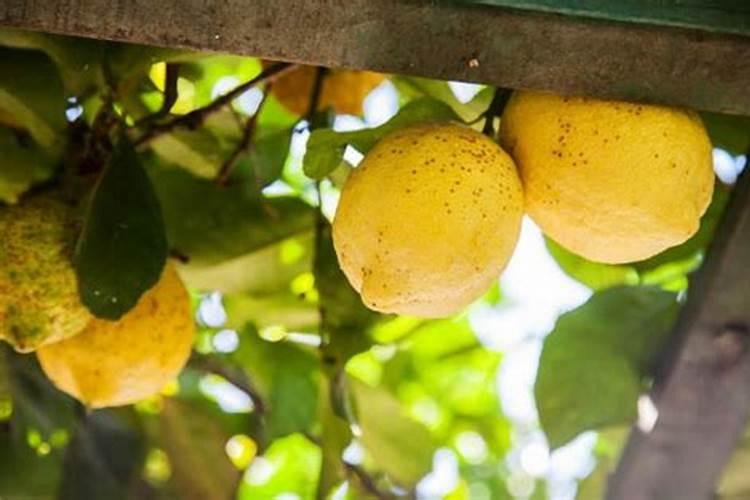 柠檬施什么肥最好