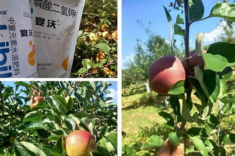 苹果树开花前施什么肥最好