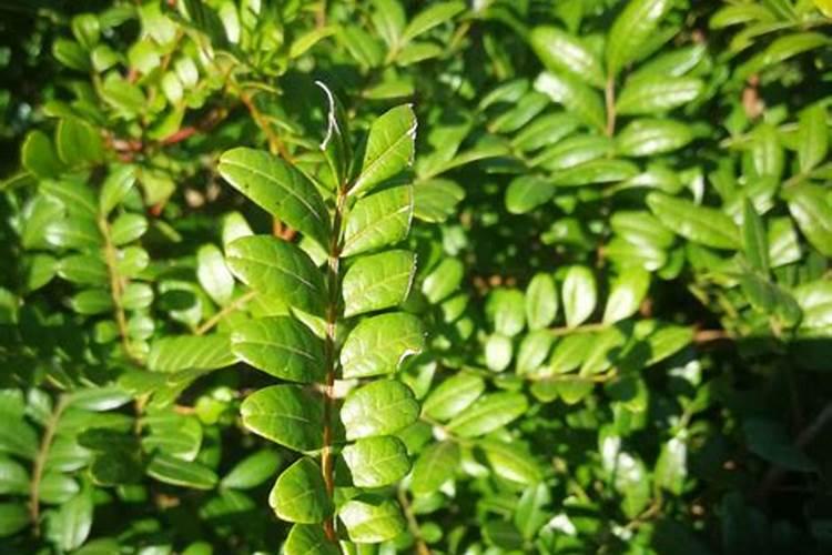 大蒜用药,用叶面肥过l多,蒜苗叶子发干不长,可以打芸苔素解吗