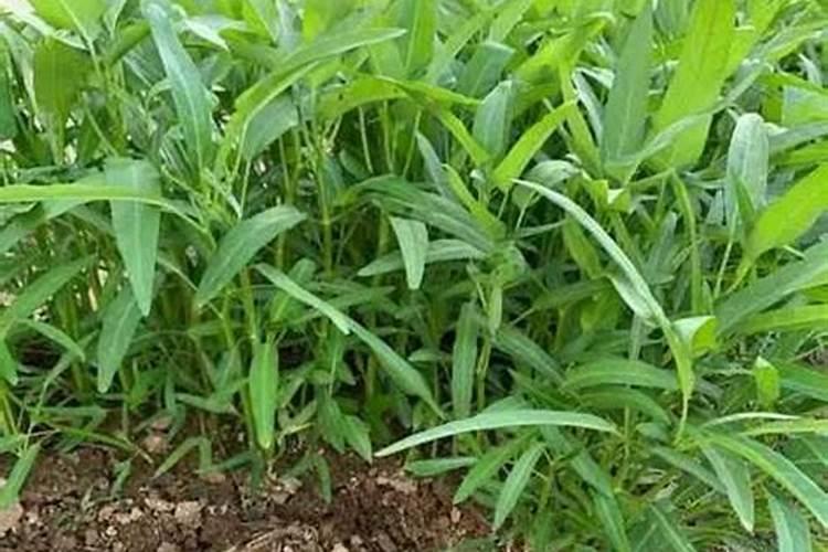 空心菜用什么肥料最好