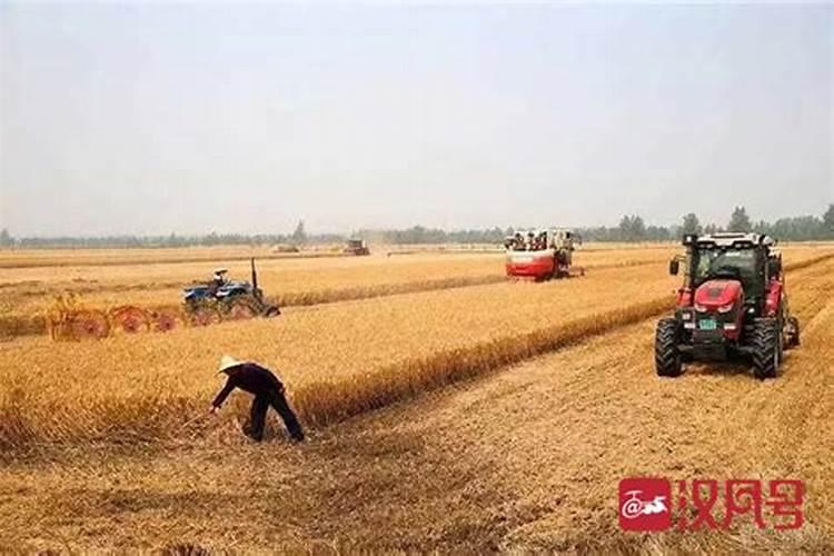 小麦专用肥十大名牌