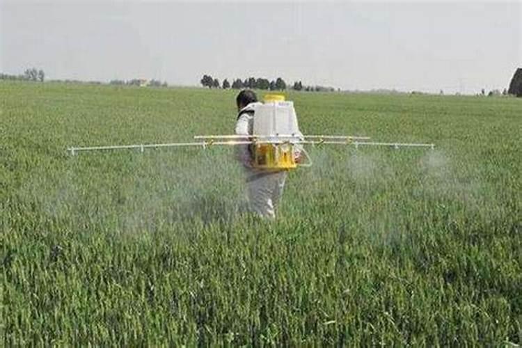 小麦追肥时期在什么时候？小麦追肥用尿素还是复合肥？