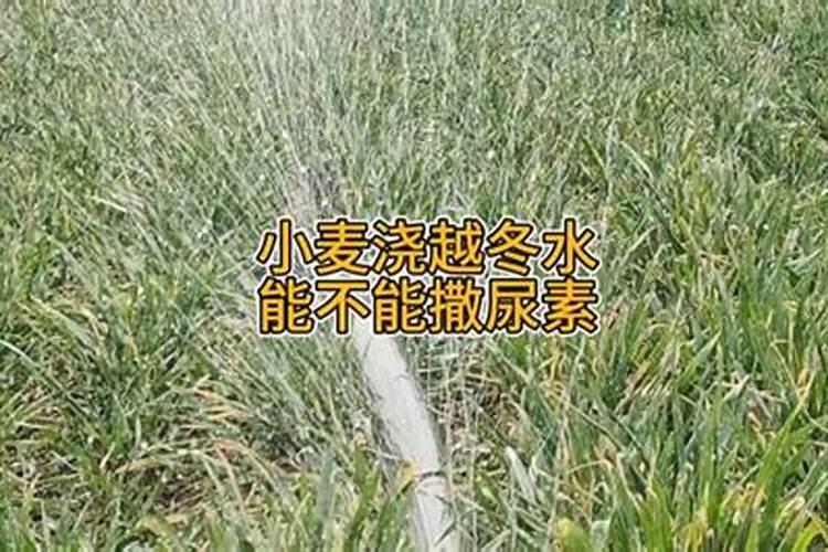 小麦喷施尿素一亩用多少合适 小麦什么时候可以喷施尿素