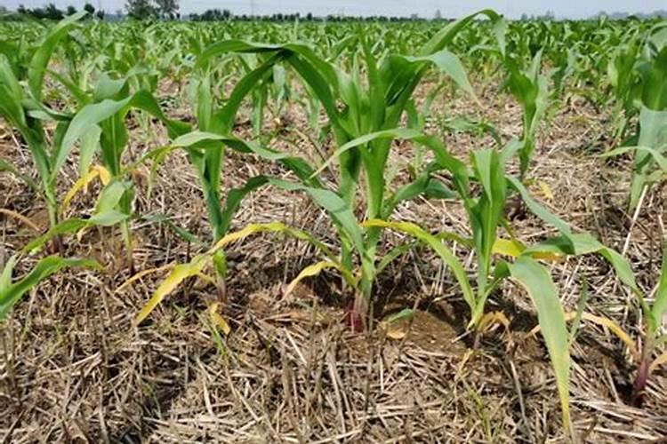 玉米叶片发黄是缺什么肥料？