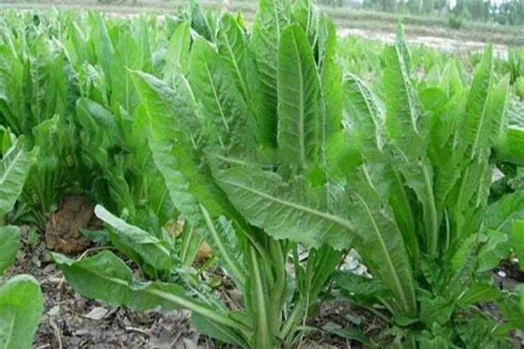 一亩地用多少硼肥 如何正确施硼肥