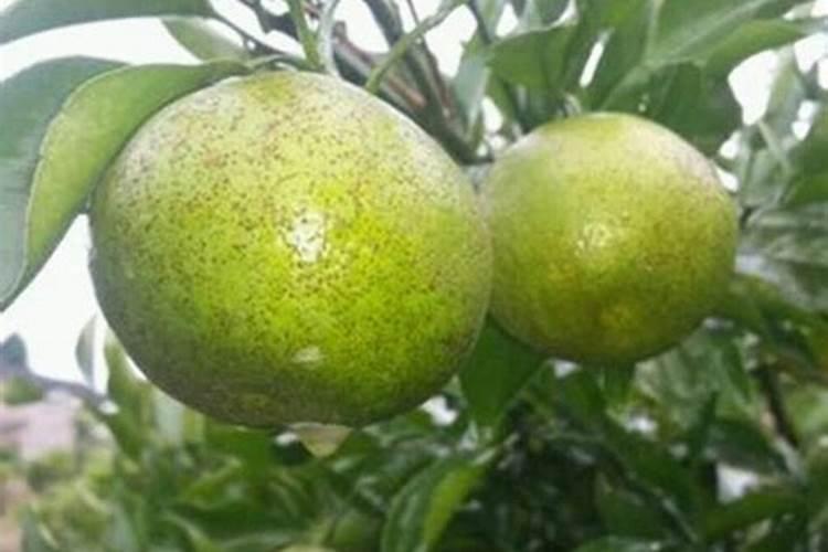 为什么砂糖桔座果较困难,请解析清楚点,谢谢。