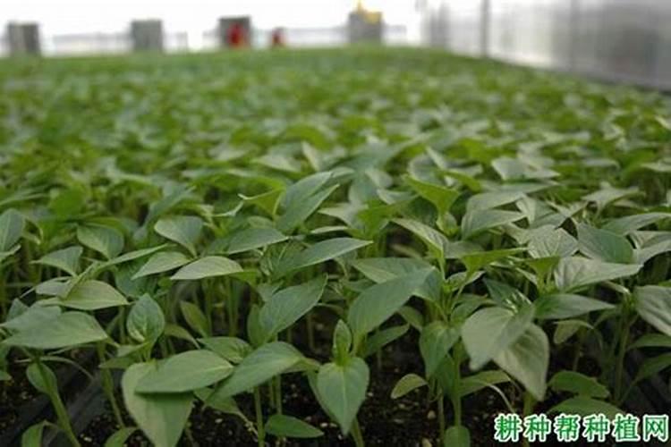 辣椒椒苗很小就长花苞怎么办